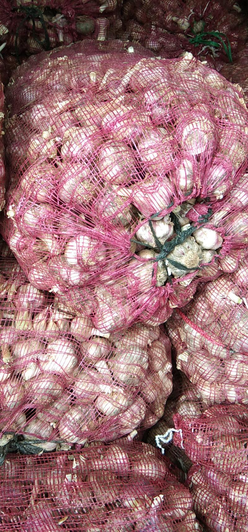2020年云南高原红蒜，蒜米料。
