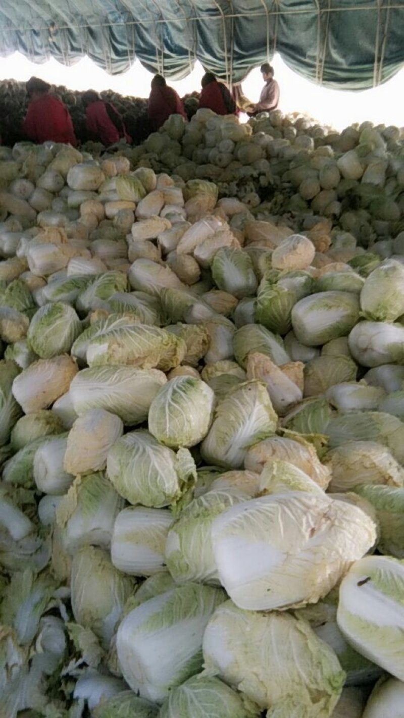 黄心大白菜