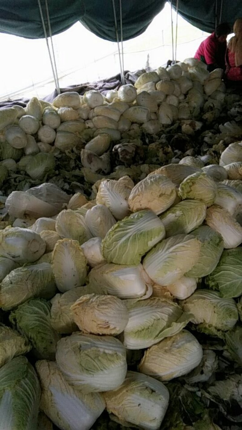 黄心大白菜