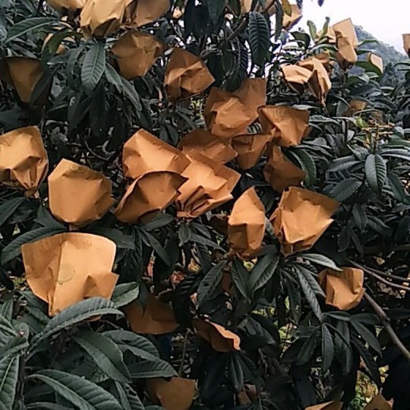 枇杷