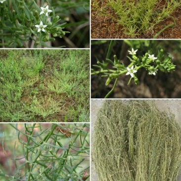 百蕊草