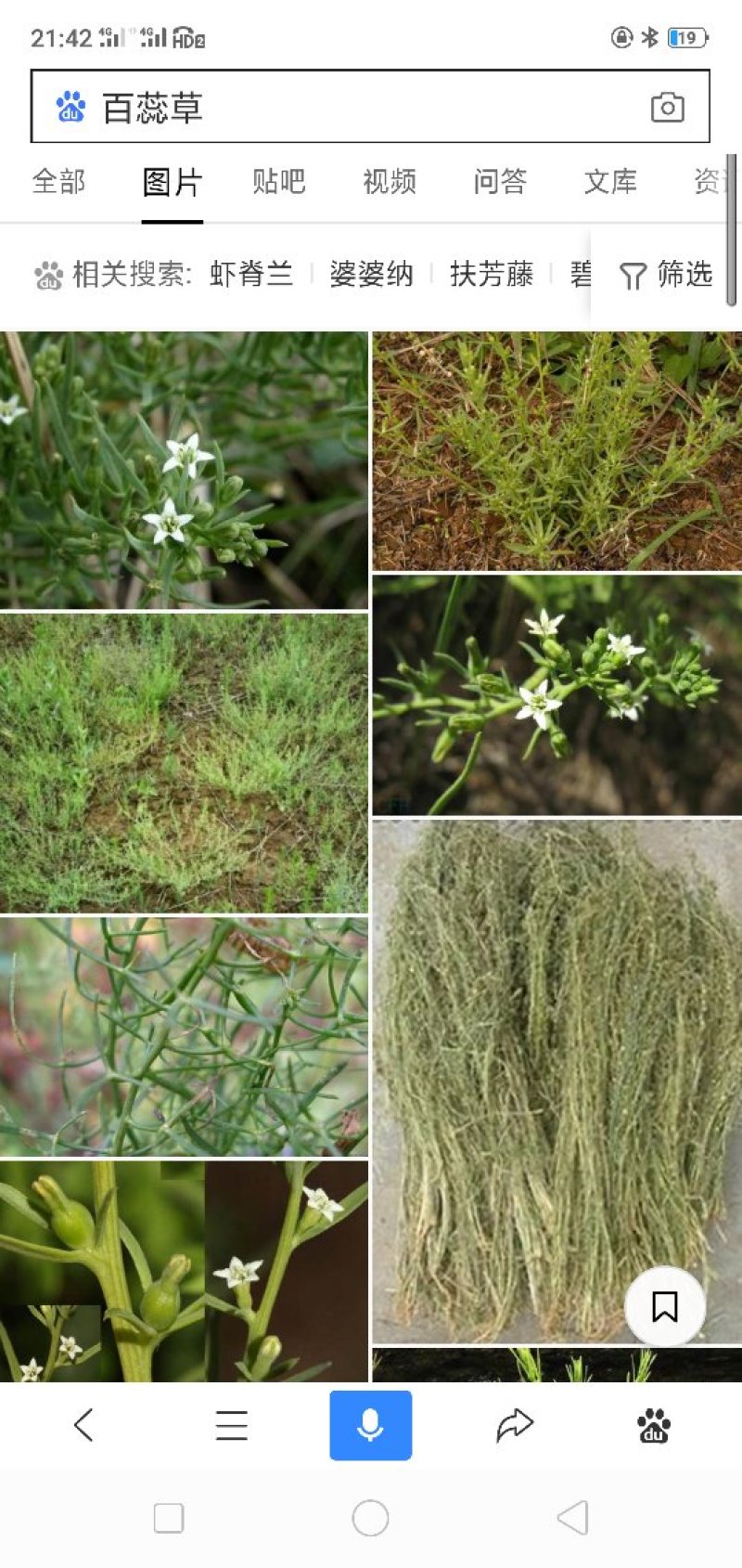百蕊草
