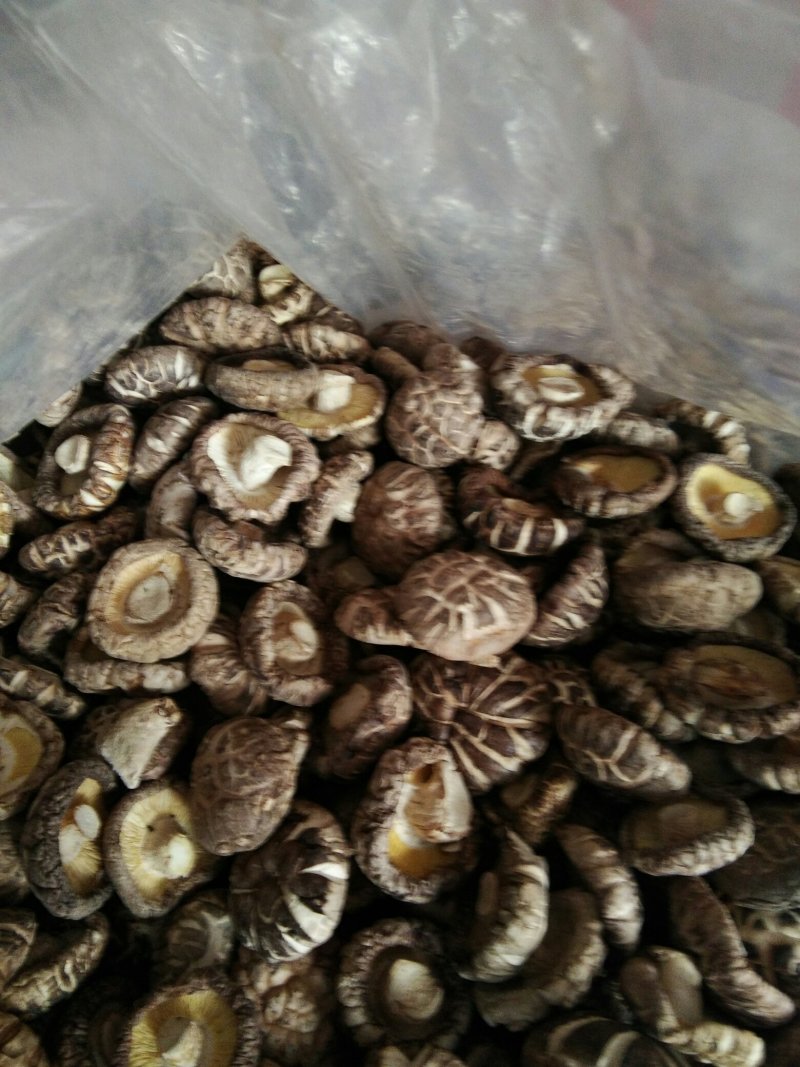河南内乡优质花菇，袋料冬花菇，肉厚，脚短，香味浓