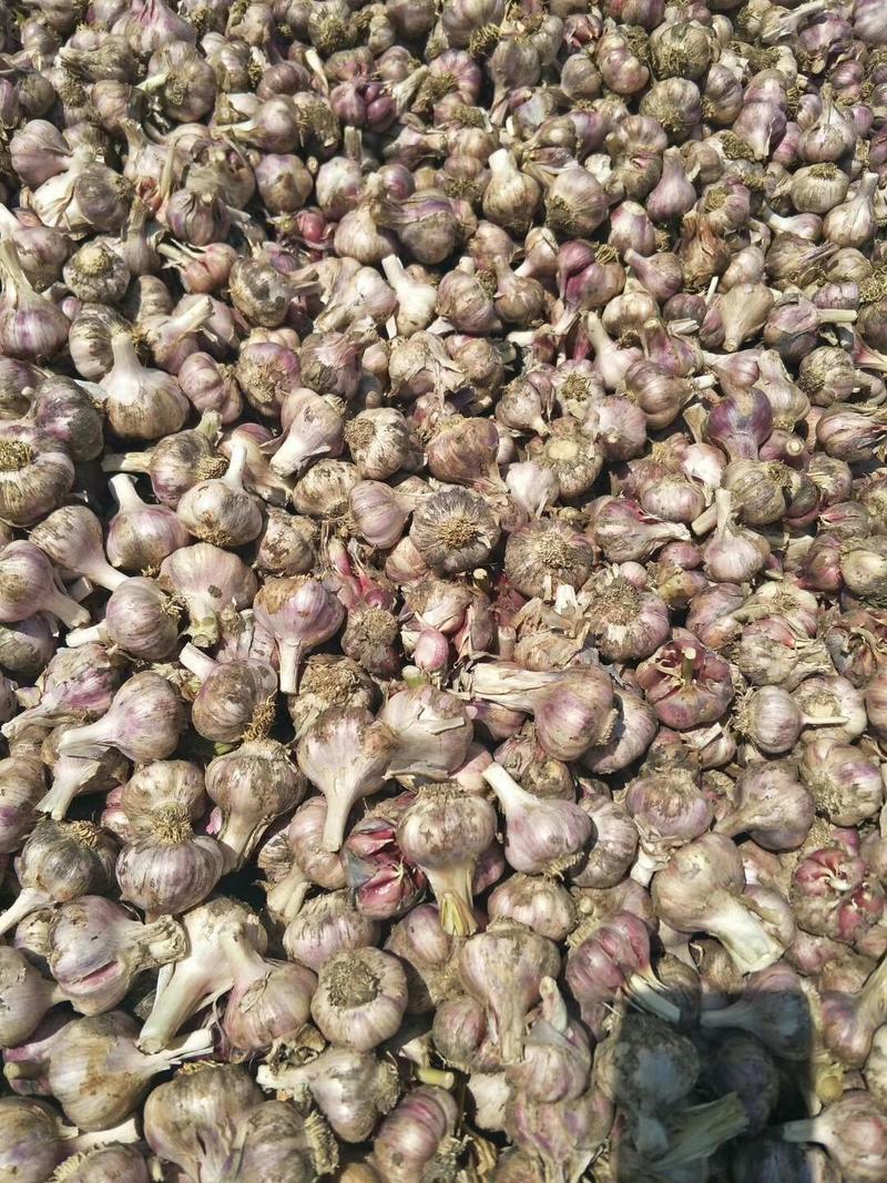 2020年云南高原红蒜，蒜米料。