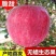 新鲜水果苹果红富士苹果现摘现发【一件代发】5斤装包邮脆甜