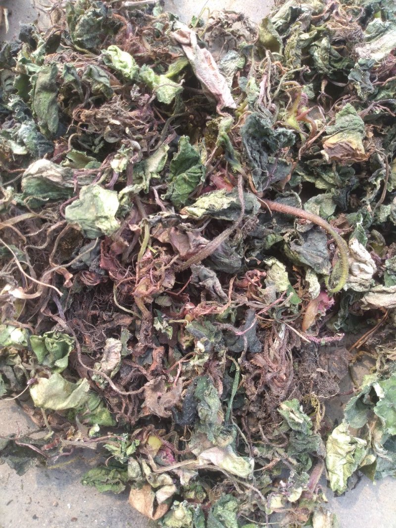 虎耳草