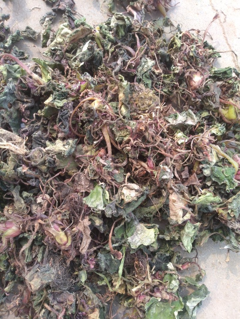 虎耳草