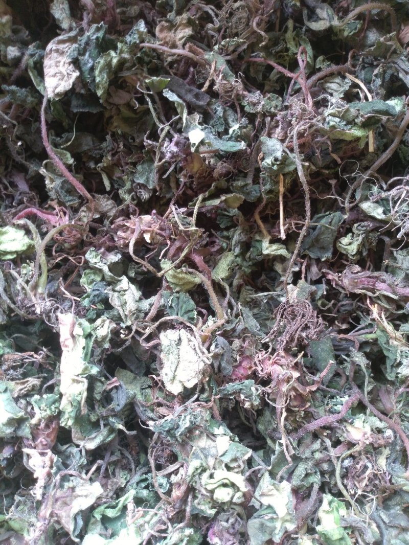 虎耳草