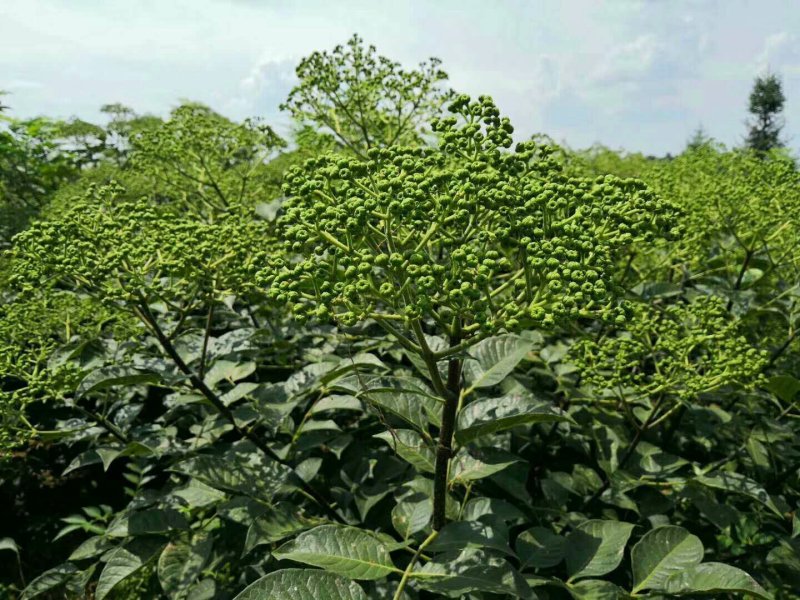 吴茱萸苗，茶辣苗，江西中花吴茱萸苗假一赔万，提供技术