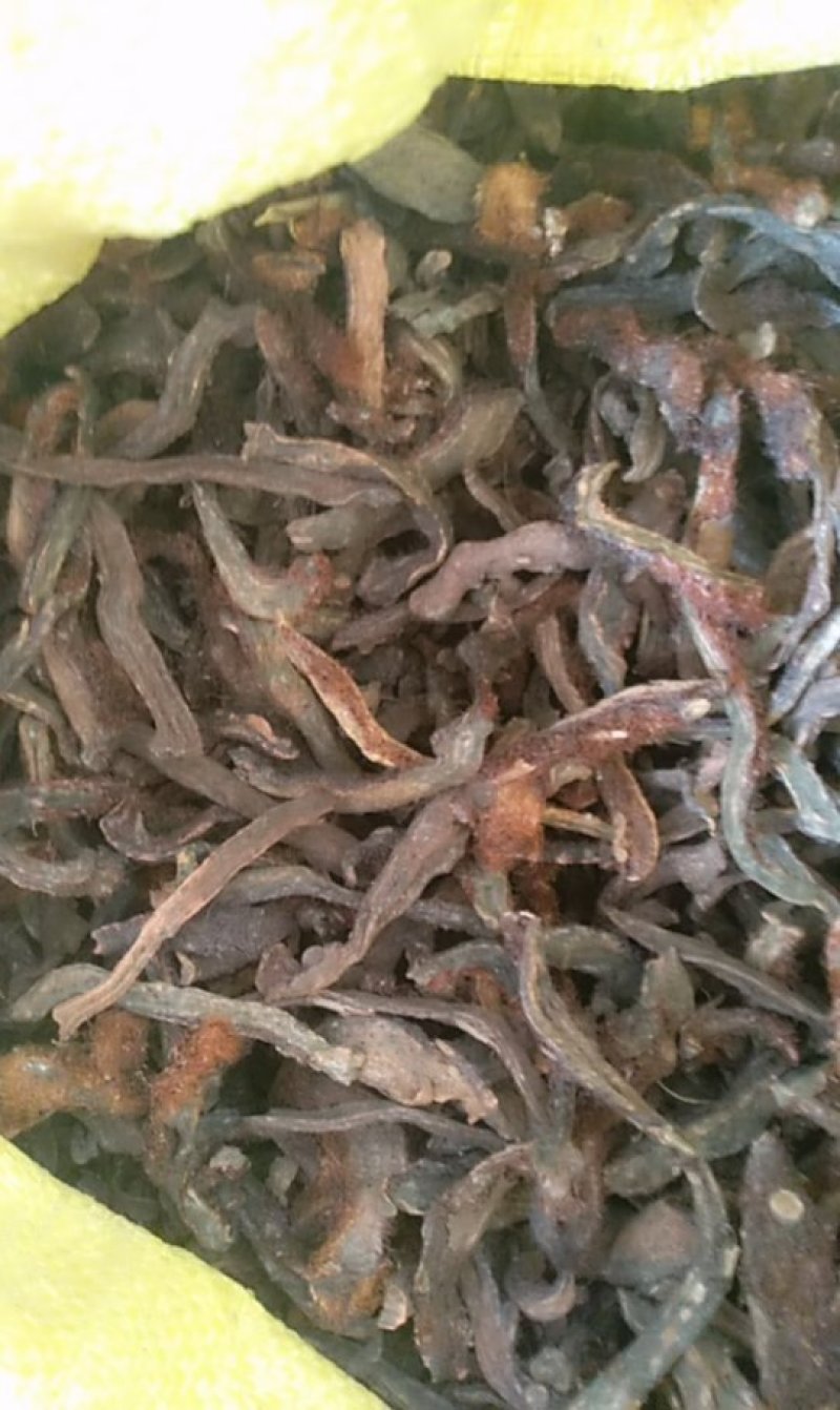 骨碎补