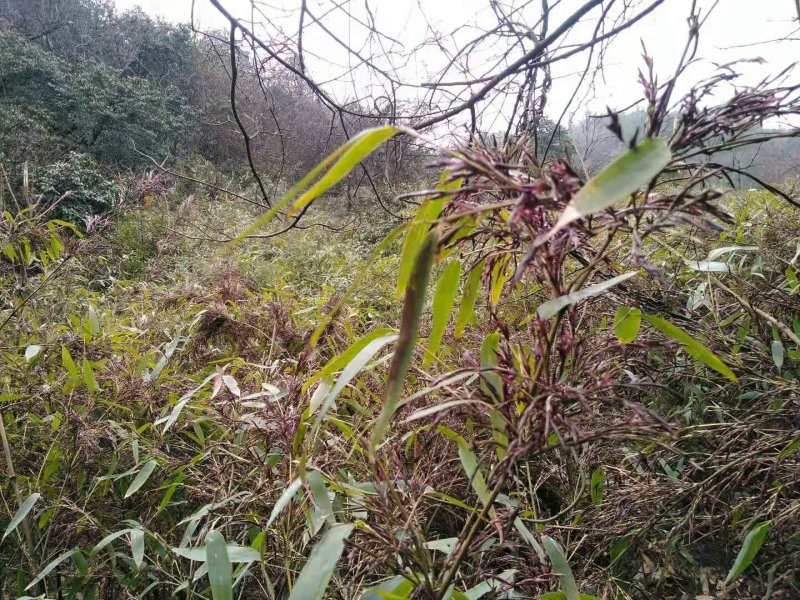 方竹竹种