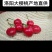 预售豫西大樱桃批发果园现摘现发一件代发