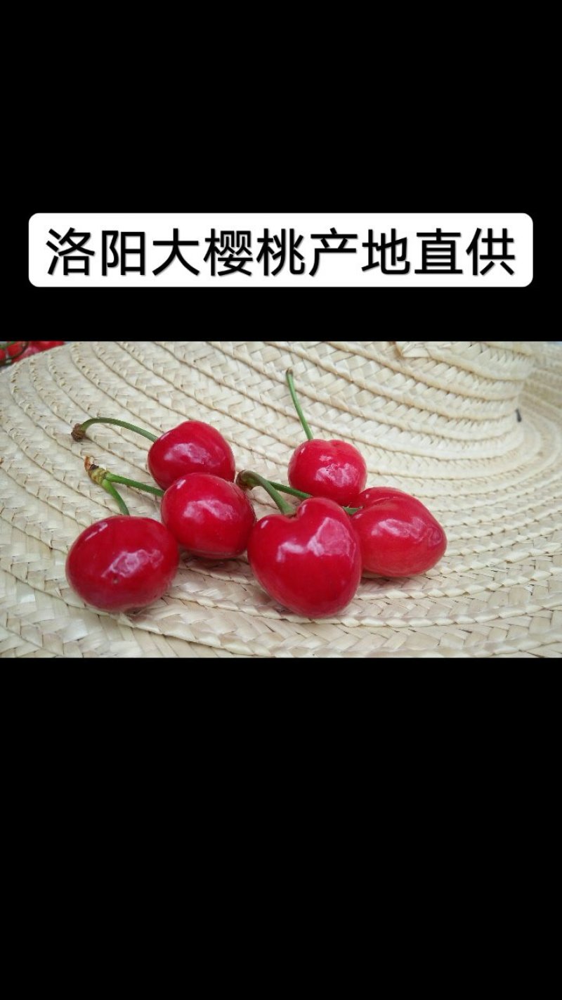 预售豫西大樱桃批发果园现摘现发一件代发