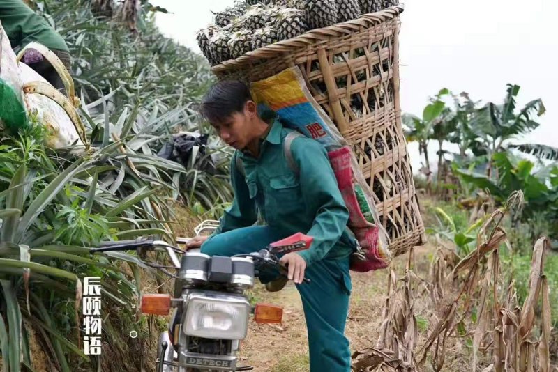 云南菠萝