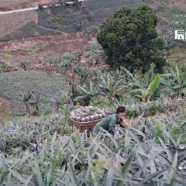 云南菠萝