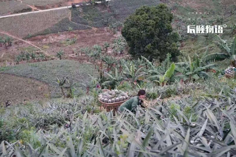 云南菠萝