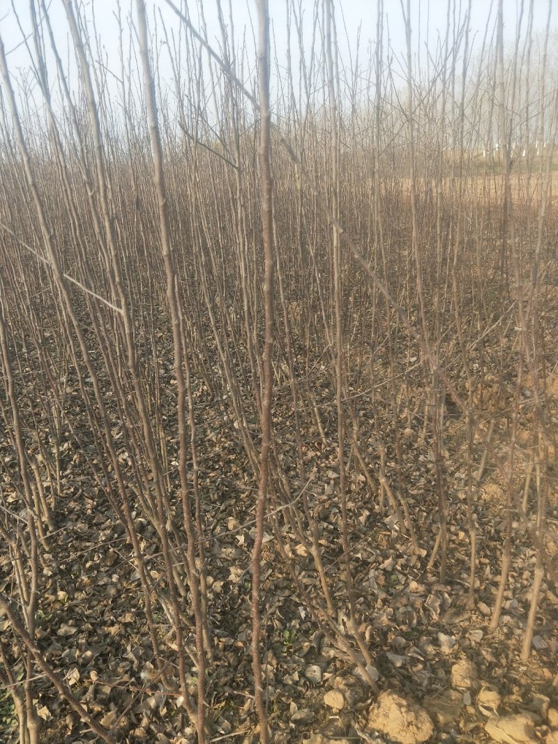 矮化苹果树苗，二年，三年的，0.8至1公分的，