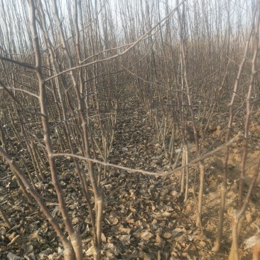 矮化苹果树苗，二年，三年的，0.8至1公分的，