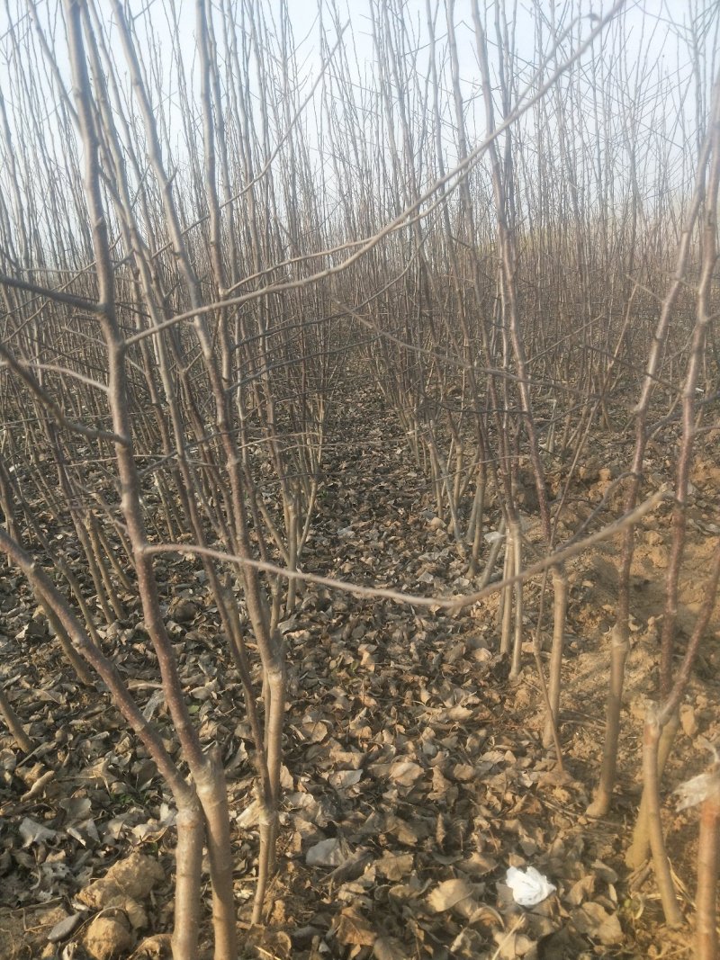 矮化苹果树苗，二年，三年的，0.8至1公分的，