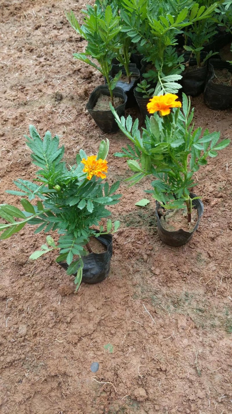 孔雀草营养带苗粉黛乱子草苗圃大量供应各位草花色块