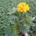 孔雀草营养带苗粉黛乱子草苗圃大量供应各位草花色块