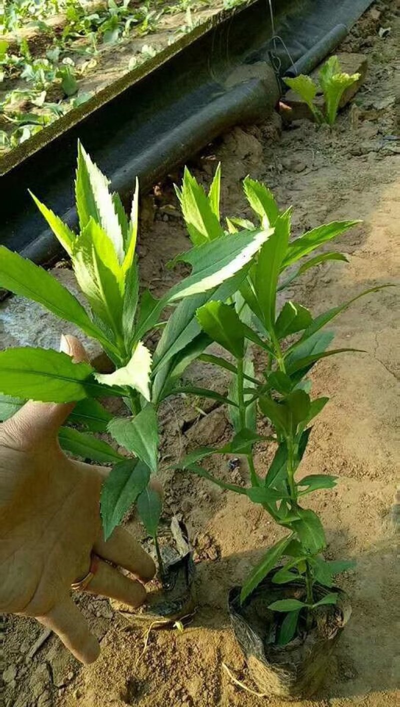 孔雀草营养带苗粉黛乱子草苗圃大量供应各位草花色块