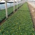 孔雀草营养带苗粉黛乱子草苗圃大量供应各位草花色块