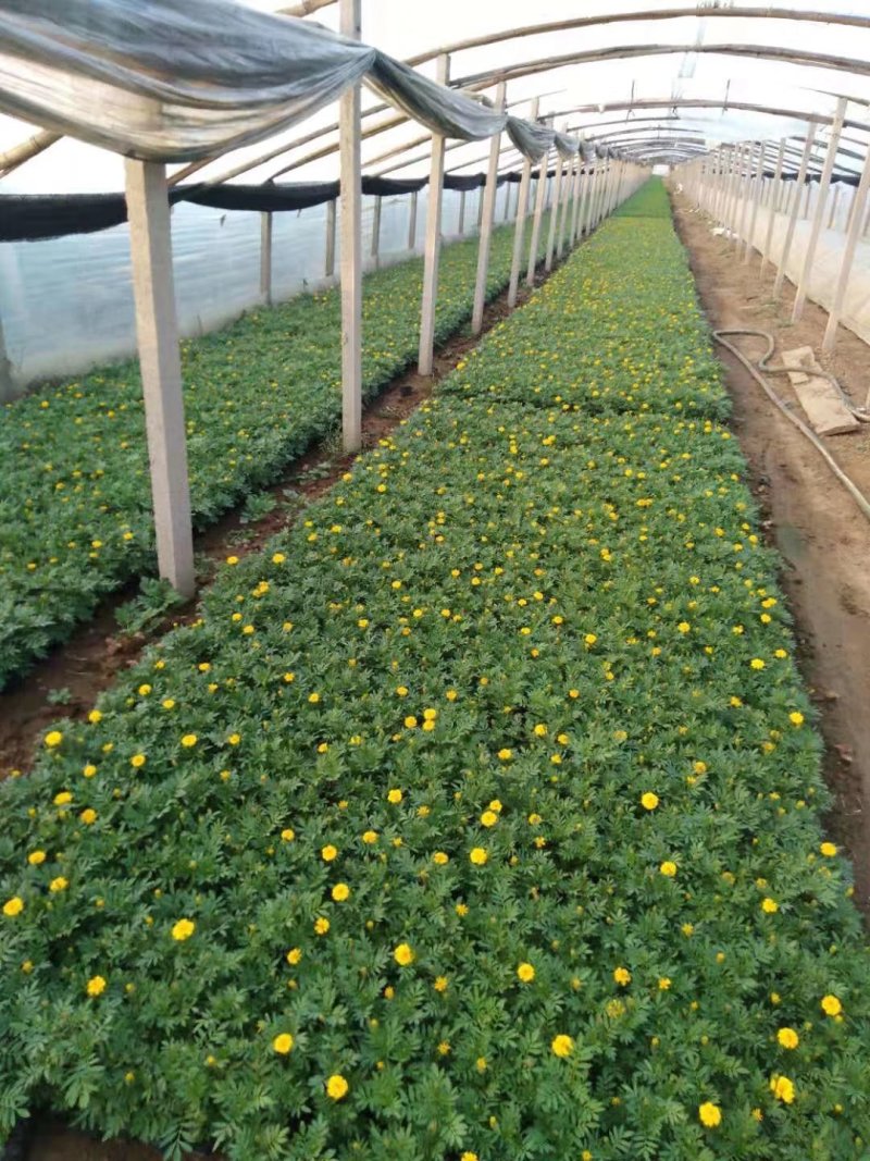 孔雀草营养带苗粉黛乱子草苗圃大量供应各位草花色块