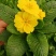 报春花草花营养袋苗0.58苗圃大量供应各种规格草花