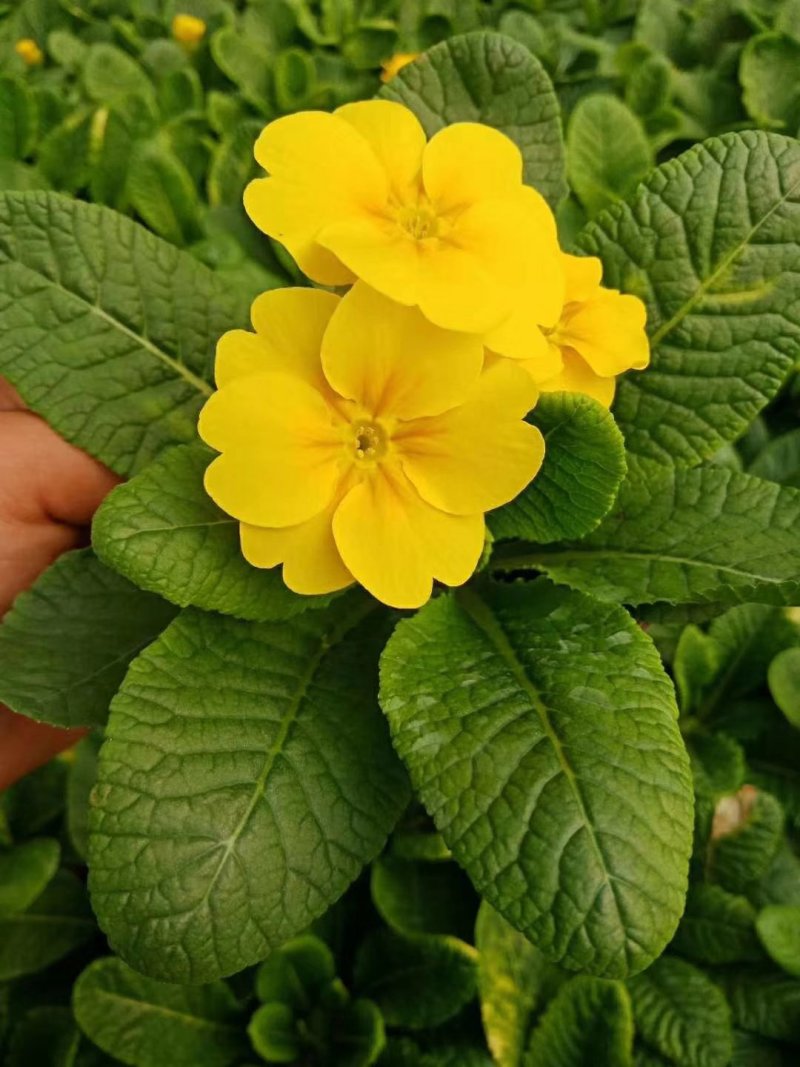 报春花草花营养袋苗0.58苗圃大量供应各种规格草花