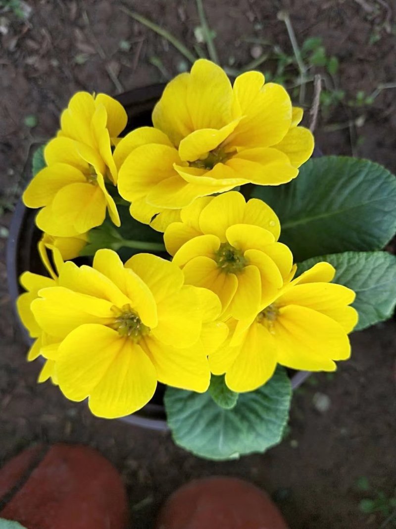 报春花草花营养袋苗0.58苗圃大量供应各种规格草花