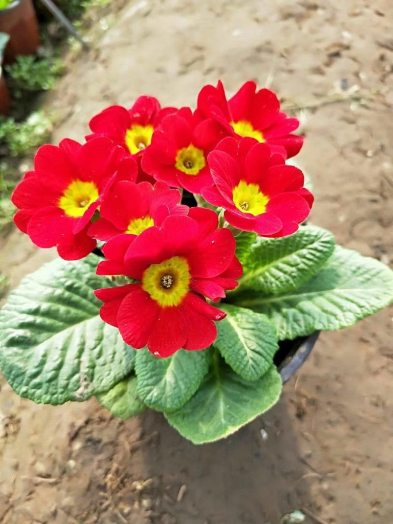 报春花草花营养袋苗0.58苗圃大量供应各种规格草花