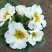 报春花草花营养袋苗0.58苗圃大量供应各种规格草花