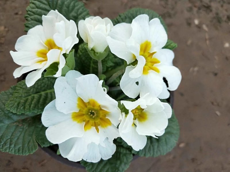 报春花草花营养袋苗0.58苗圃大量供应各种规格草花
