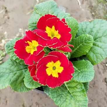 报春花草花营养袋苗0.58苗圃大量供应各种规格草花