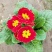 报春花草花营养袋苗0.58苗圃大量供应各种规格草花