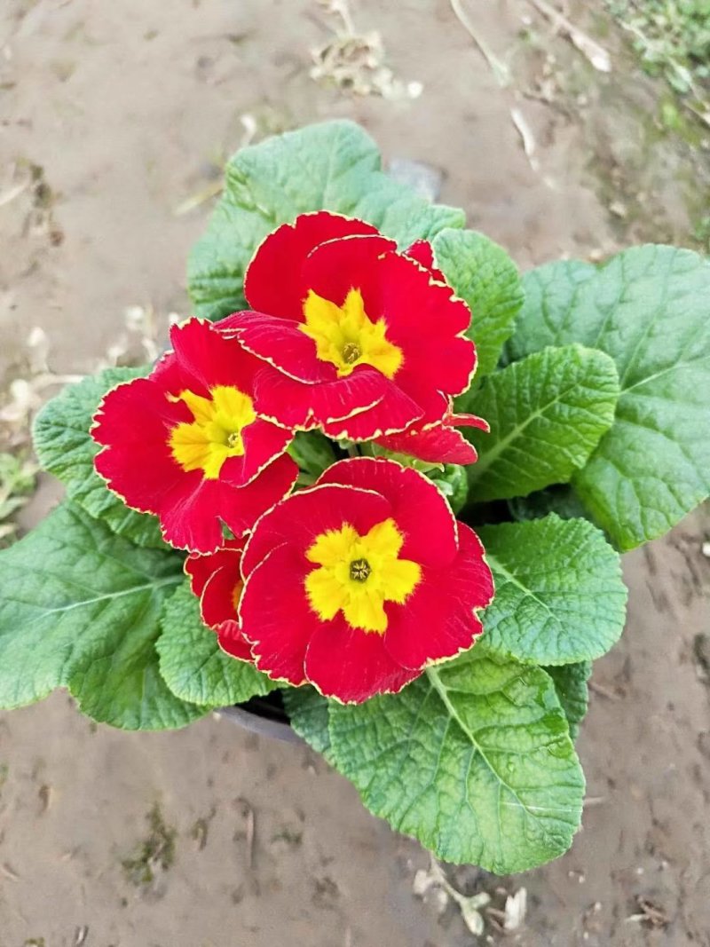 报春花草花营养袋苗0.58苗圃大量供应各种规格草花