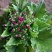 报春花草花营养袋苗0.58苗圃大量供应各种规格草花