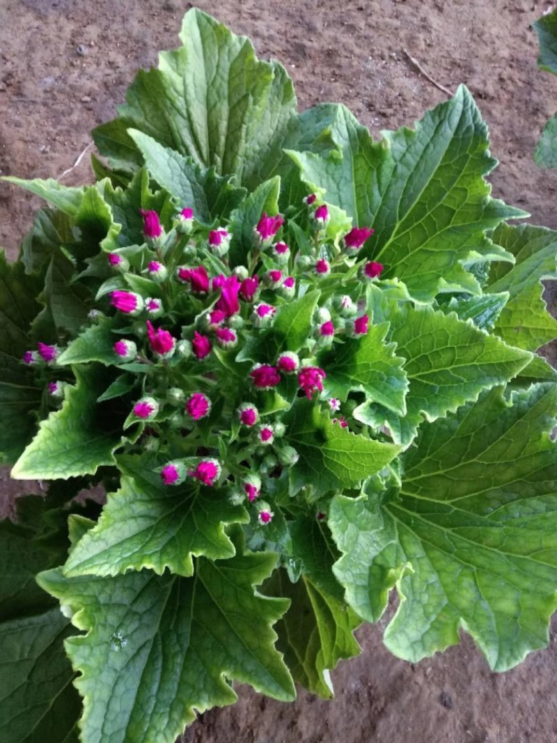 报春花草花营养袋苗0.58苗圃大量供应各种规格草花