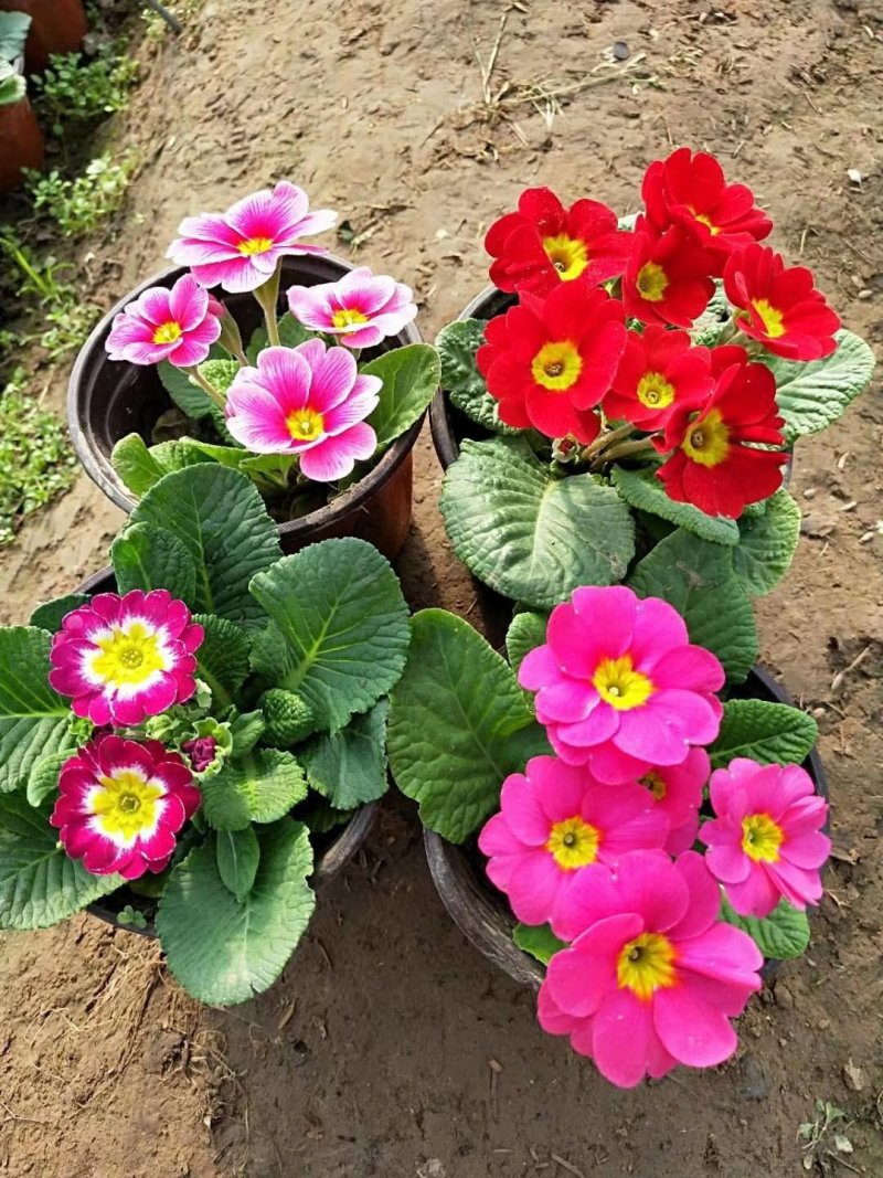 报春花草花营养袋苗0.58苗圃大量供应各种规格草花