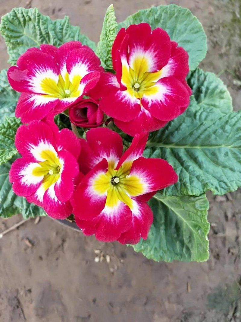 报春花草花营养袋苗0.58苗圃大量供应各种规格草花