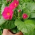 报春花草花营养袋苗0.58苗圃大量供应各种规格草花
