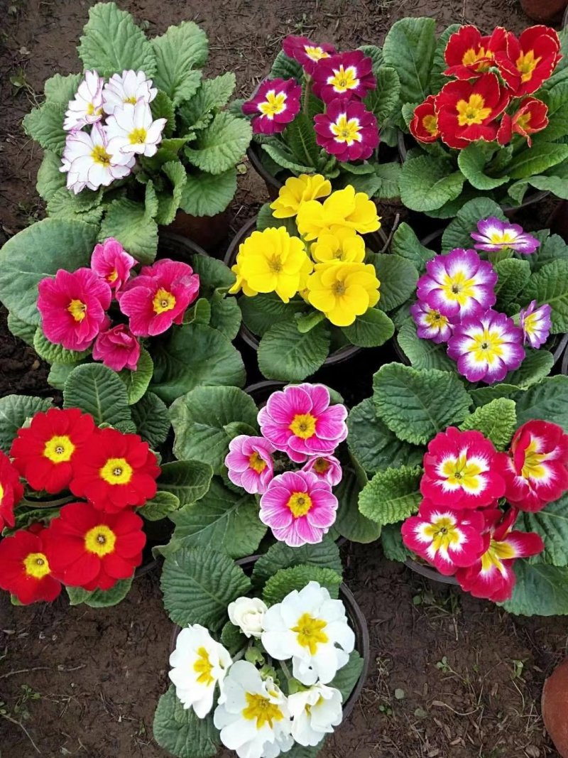 报春花草花营养袋苗0.58苗圃大量供应各种规格草花