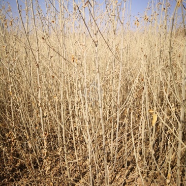 供应沙枣苗1-6年生沙枣树苗沙枣种子