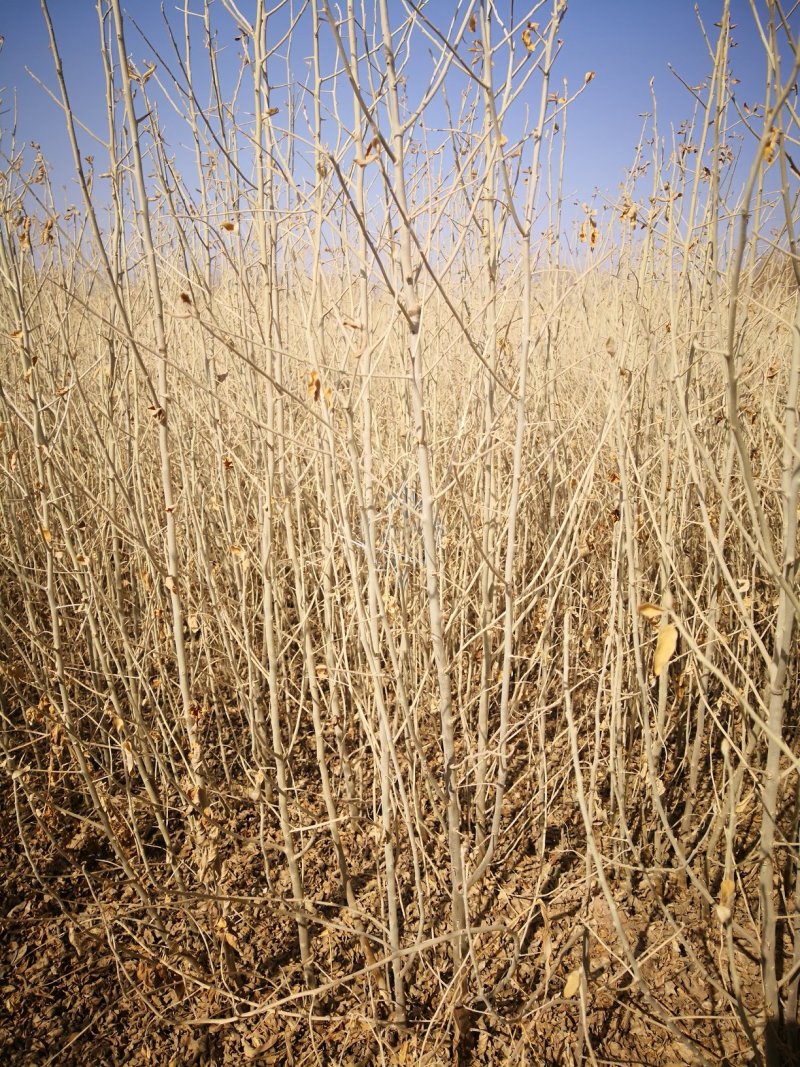 供应沙枣苗1-6年生沙枣树苗沙枣种子