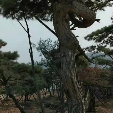 精品景观树，景观松，百年大树