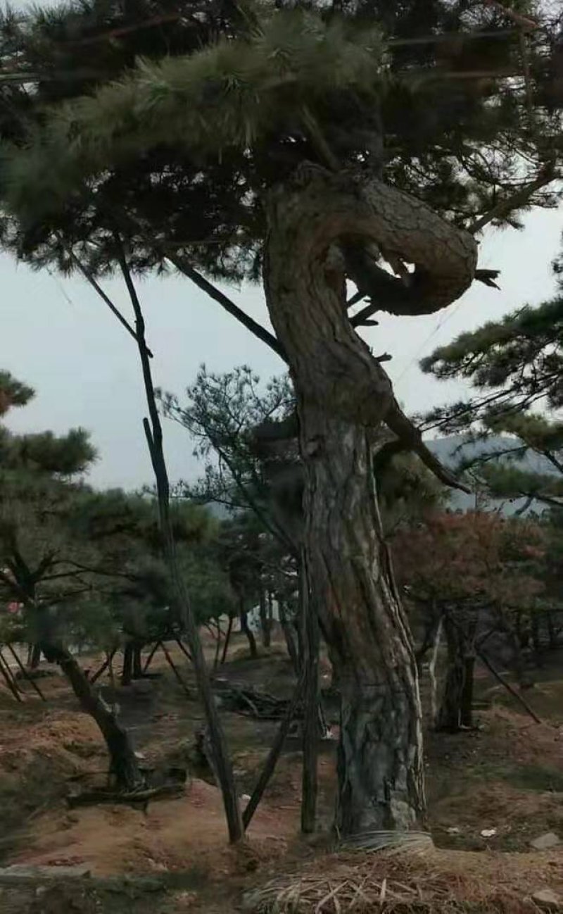 精品景观树，景观松，百年大树