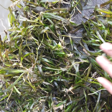 短叶苦草！农户价（数量足，价格优.质量好）欢迎各位老板采