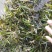 短叶苦草！农户价（数量足，价格优.质量好）欢迎各位老板采