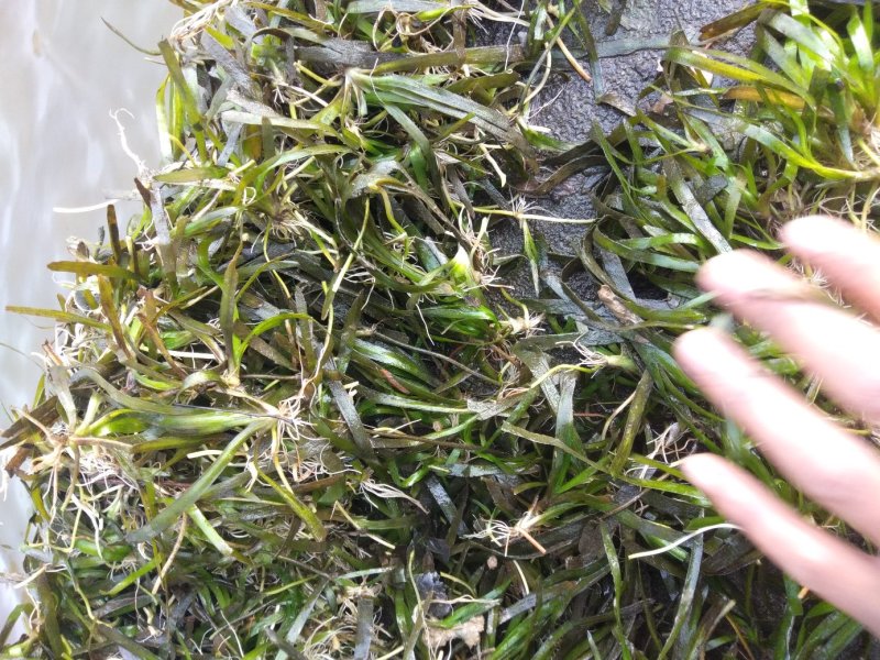 短叶苦草！农户价（数量足，价格优.质量好）欢迎各位老板采